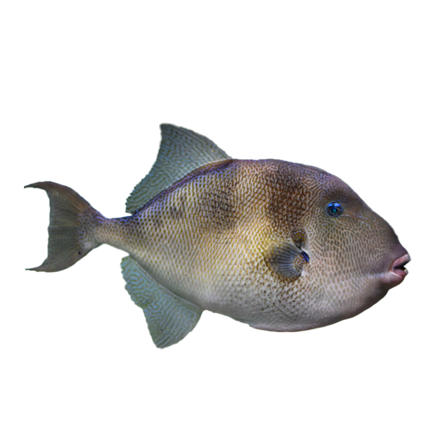 Imagem do peixe Peixe Porco